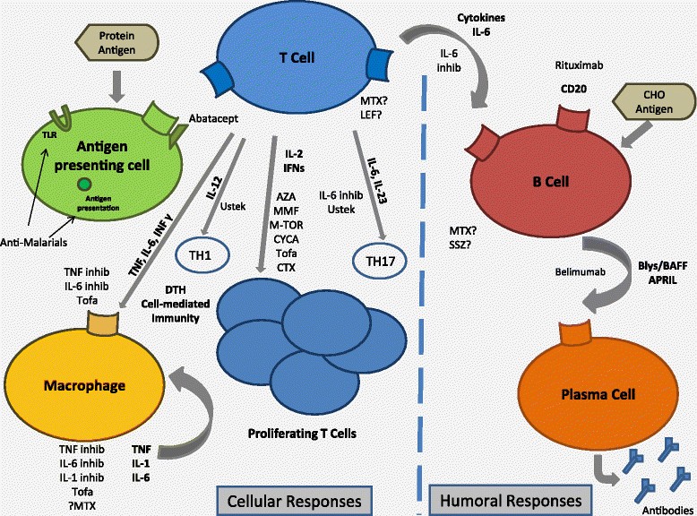 Effects of biological and nonbiological immunomodulatory therapies on