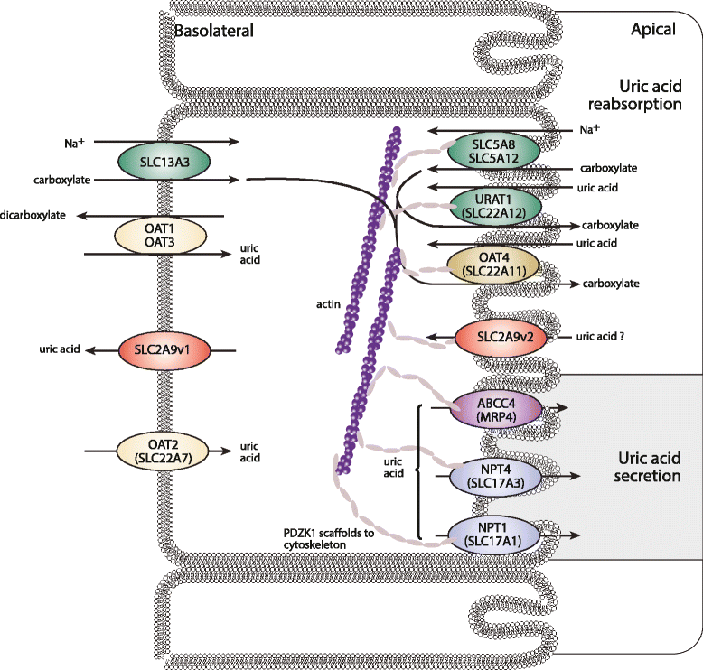 An update on the architecture of hyperuricemia and gout