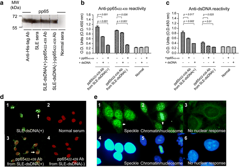 B cell epitope of human cytomegalovirus phosphoprotein 65 (HCMV pp65