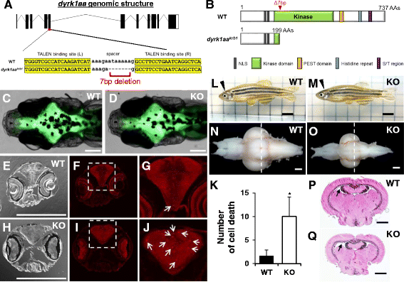 Zebrafish knockout of Down syndrome gene, DYRK1A, shows social