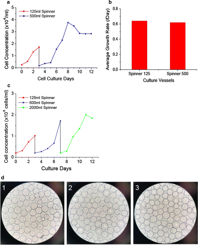 Largescale microcarrier culture of HEK293T cells and Vero cells in