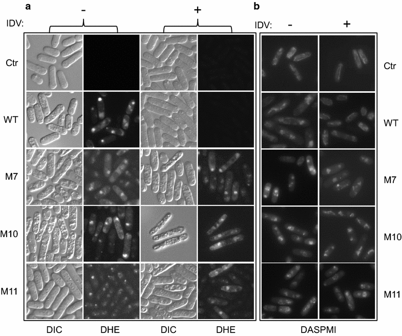 A fission yeast cellbased system for multidrug resistant HIV1