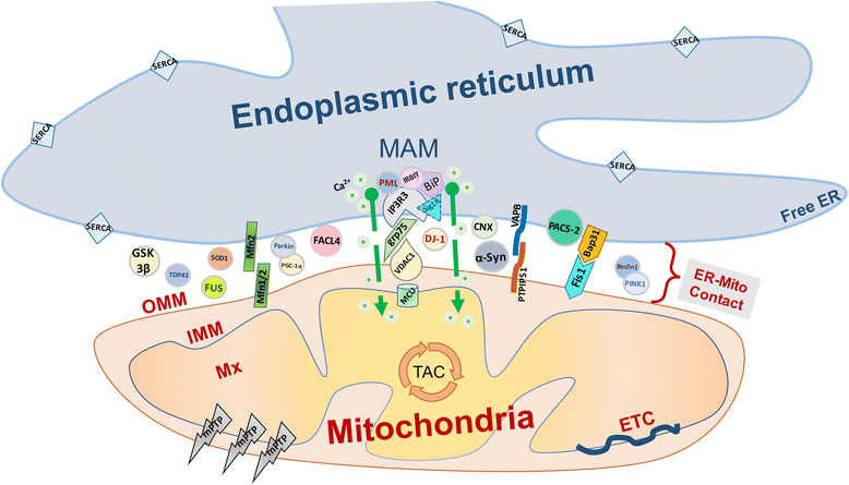 Endoplasmic reticulum-mitochondria tethering in neurodegenerative