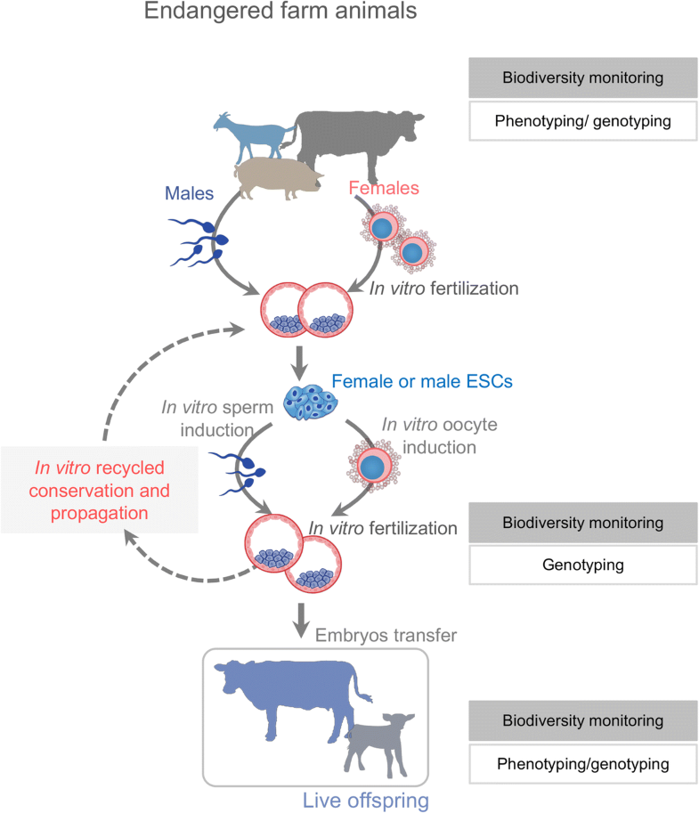 Revolutionize livestock breeding in the future an animal embryostem