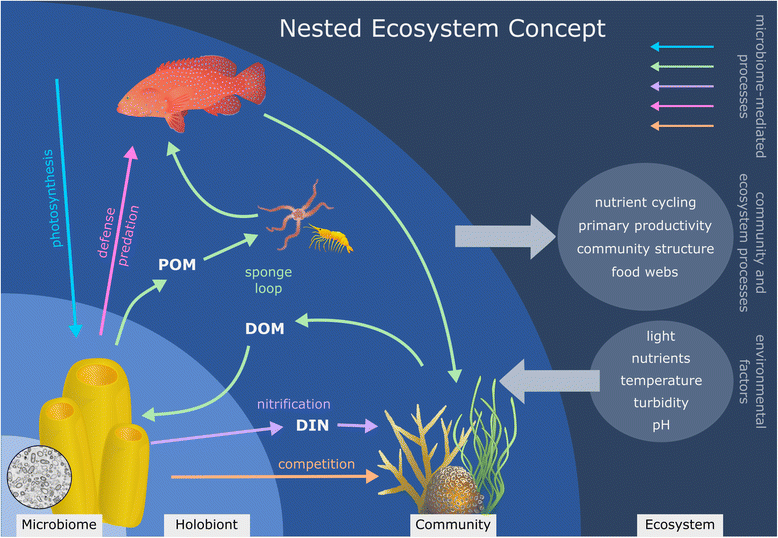 The sponge holobiont in a changing ocean from microbes to ecosystems
