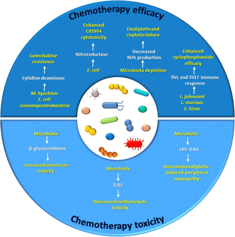 Azithromycin for viral fever