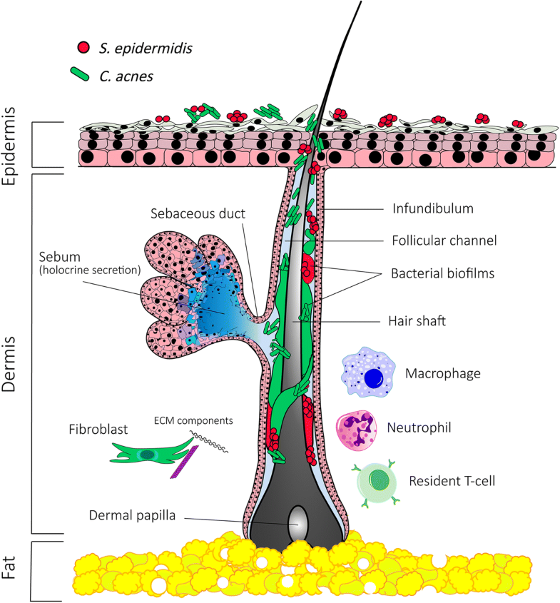 Hostmicrobiome interactions and recent progress into understanding the