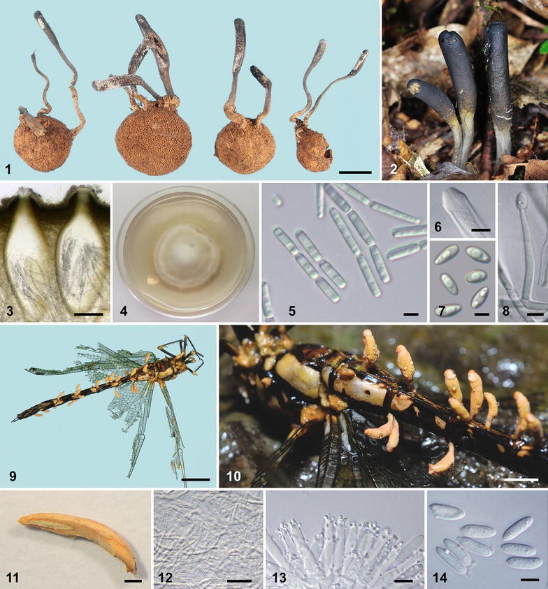 Cordyceps research paper image
