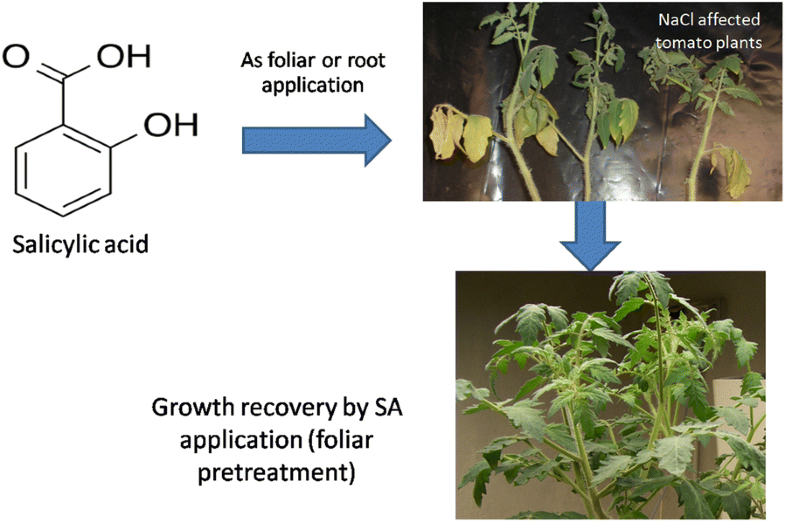 Effectiveness of different methods of salicylic acid application on