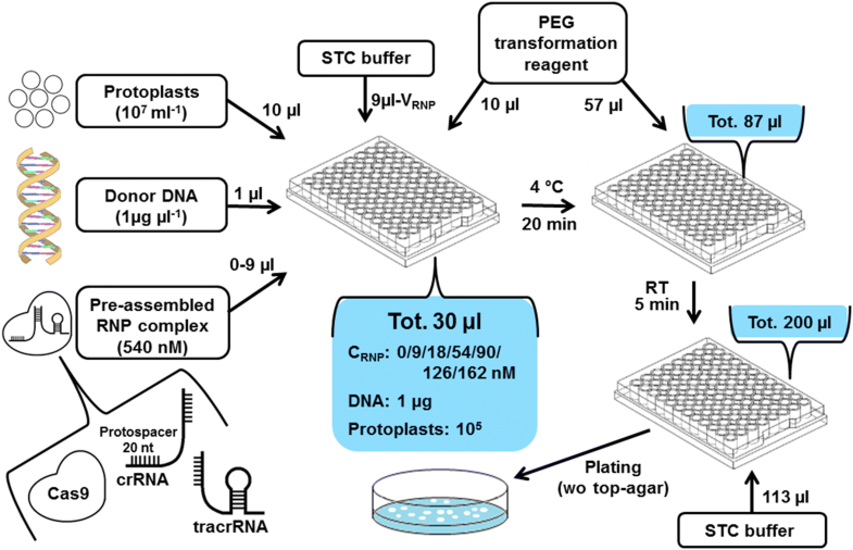 Development of microtiter plate scale CRISPR/Cas9 transformation method