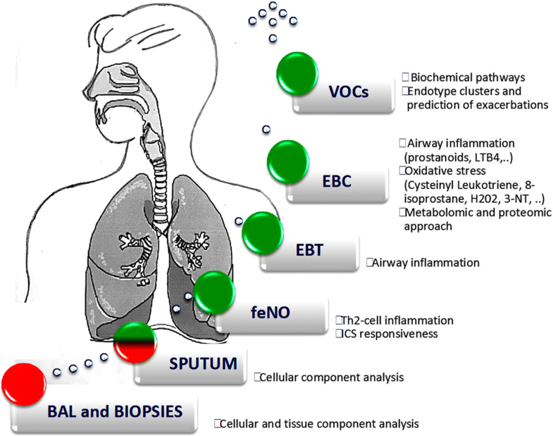 Exhaled biomarkers in childhood asthma old and new approaches Asthma Research and Practice