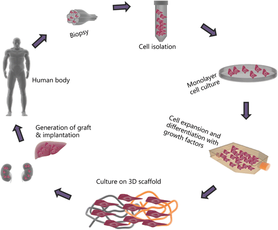 Application Of Stem Cells In Tissue Engineering For