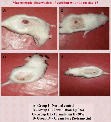 Evaluation of wound healing effect of herbal lotion in ...