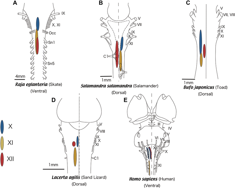 Evolutionary and developmental understanding of the spinal accessory