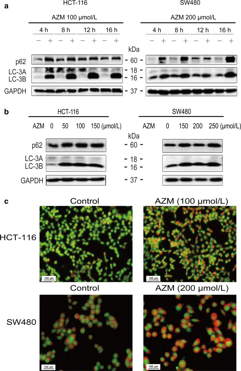 Azithromycin enhances anticancer activity of TRAIL by inhibiting