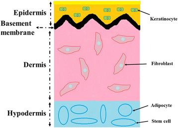 Bioprinting of skin constructs for wound healing | Burns & Trauma ...