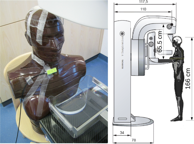 Effect of thyroid shielding during mammography measurements on phantom