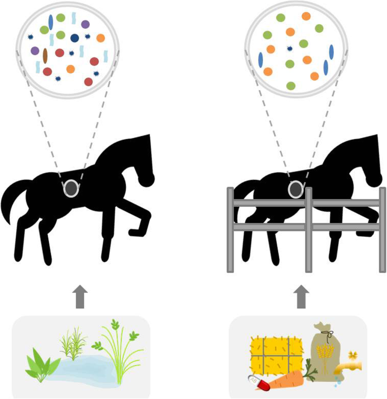 The gut microbiome of horses current research on equine enteral