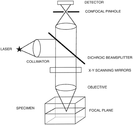 Confocal Laser Scanning Microscopy | SpringerLink