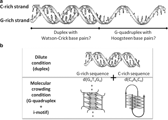 Molecular Crowding And Hydration Regulating Of G Quadruplex