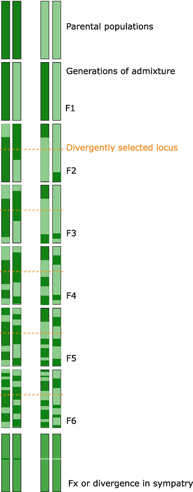Population Genomics Of Speciation And Admixture Springerlink