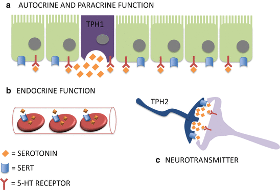 Serotonin Function In Git