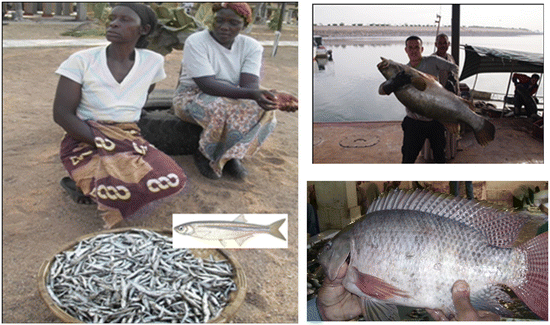 Fish And Fisheries In The Nile Basin Springerlink