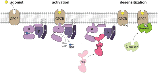 Structure and Function Studies of GPCRs by Site-Specific Incorporation ...