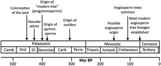 The Evolution Of Angiosperm Trees From Palaeobotany To - 