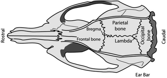 Rodent Glioma Models: Intracranial Stereotactic Allografts and ...