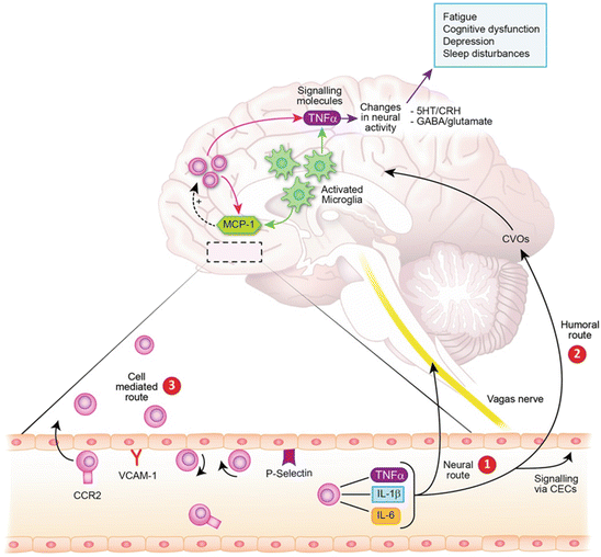 Communication Pathways in InflammationAssociated