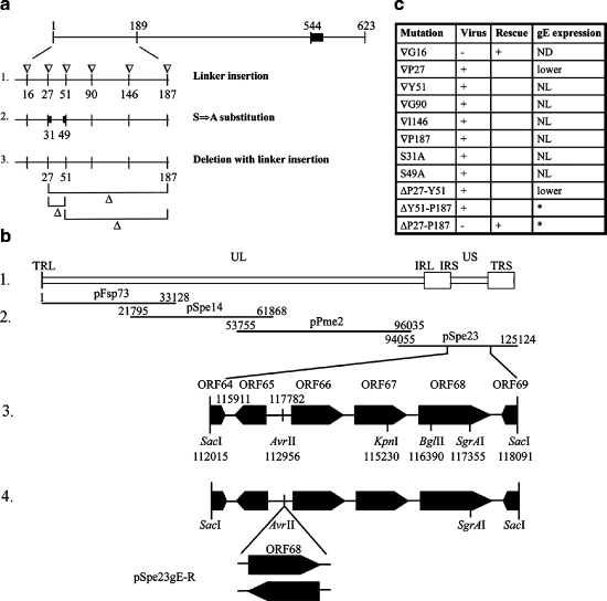 Analysis of the Functions of Glycoproteins E and I and Their Promoters