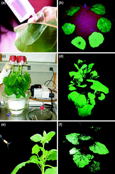 Plant Viral Vectors for Delivery by Agrobacterium | SpringerLink
