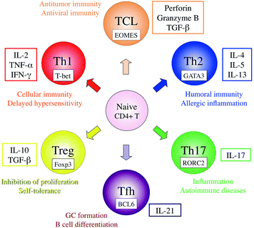 Th1/Th2 Immune Balance and Other T Helper Subsets in IgG4-Related ...