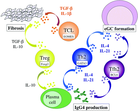 Th1/Th2 Immune Balance and Other T Helper Subsets in IgG4-Related ...