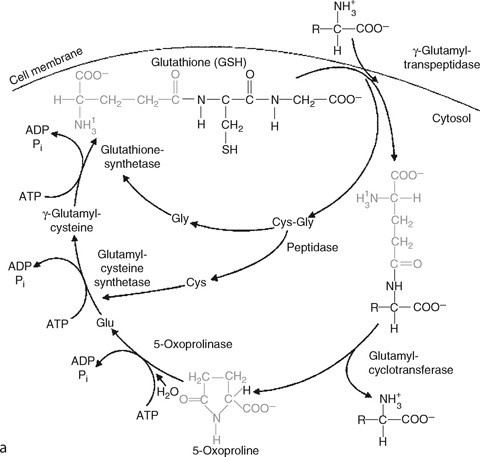 15 Glutathione In The Nervous System Roles In Neural Function And Health And Implications For Neurological Disease Springerlink