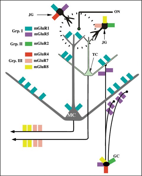 Neurochemistry Of The Main Olfactory System Springerlink