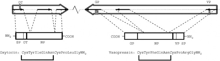 Oxytocin And Vasopressin Genetics And Behavioral Implications