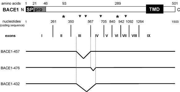 Alzheimer S Disease Bace Proteases Springerlink