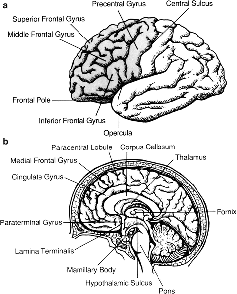 Attention And The Frontal Cortex Springerlink Attention And The Frontal Cortex Springerlink