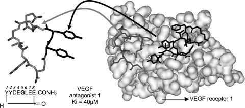 Cyclic Peptides As Vegf Receptor Antagonist Springerlink