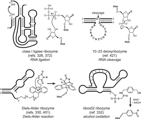 ribozyme function