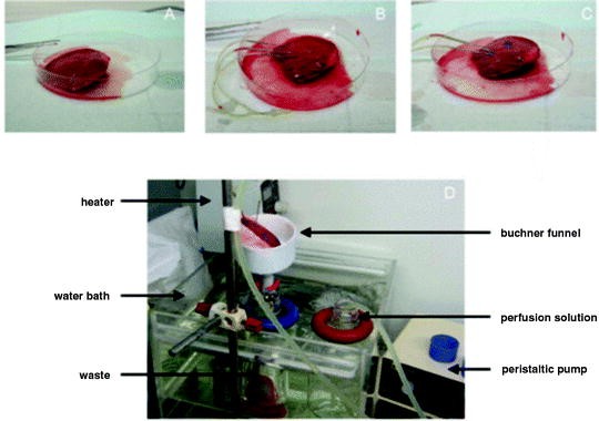 The Holy Grail of Hepatocyte Culturing and Therapeutic Use