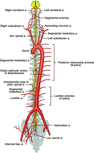 Aorta Artery Location