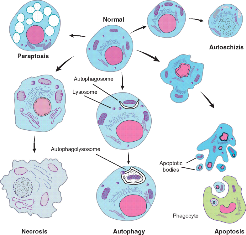 Apoptosis and Cell Death Biology Diagrams