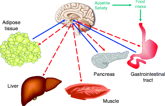 Central Regulation of Appetite and Satiety Behavior | SpringerLink