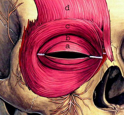 Eyelid Anatomy and Physiology with Reference to Blepharoptosis