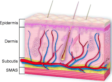 Face as an Organ: The Functional Anatomy of the Face | SpringerLink