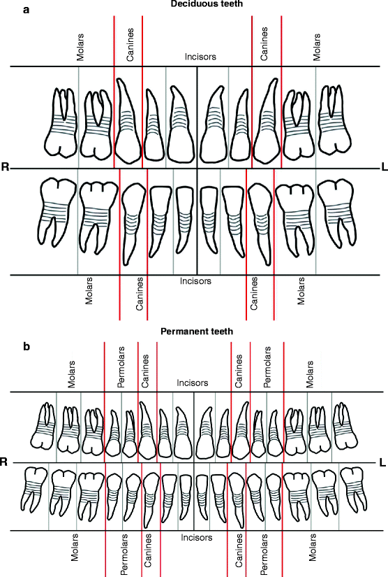A Pathologist’s Guide to Forensic Odontology Identification SpringerLink