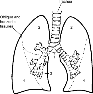 Lung Springerlink - 